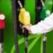 petrol diesel price